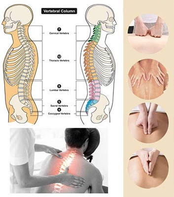 An illustration of the vertebral column and types of back massages