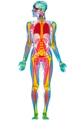 An illustration of the human anatomy, showing the bones and pressure points